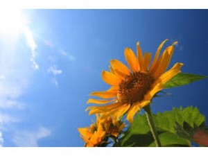 ＊夏休みのお知らせ＊